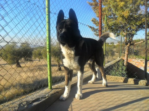 rocky
akita americano!
SE OFRECE PARA MONTAS!!
